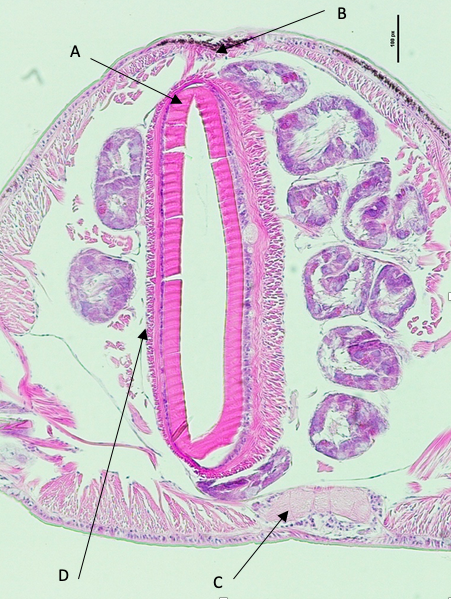 figure image